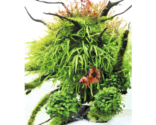 Akvarium med vattenväxter och prydnadsfisk