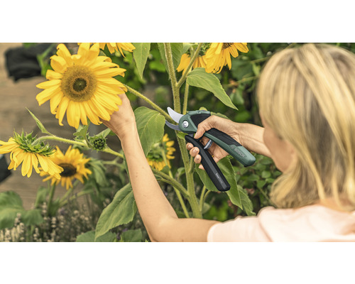 Kvinna klipper solros med en Bosch trädgårdssax