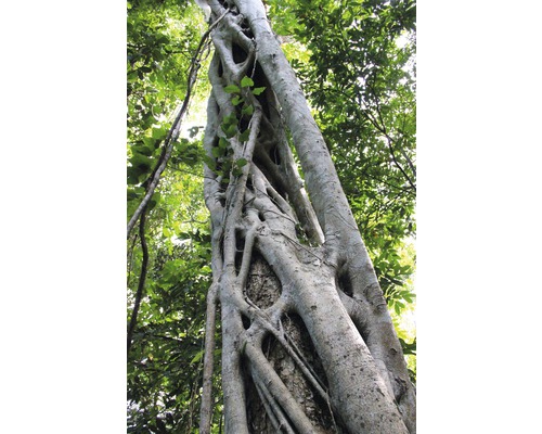 Trädstam med trädrötter i skogen