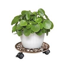 Kinesisk penningväxt i en blomkruka på en blomvagn