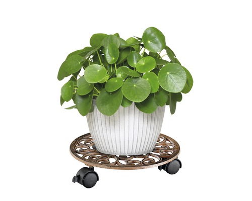 Kinesisk penningväxt i en blomkruka på en blomvagn