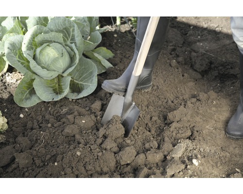 Trädgårdsarbete med spade bredvid kålväxt