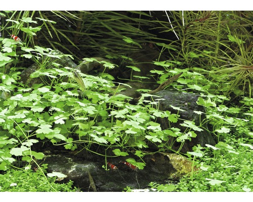 Akvarium med vattenväxter och dvärgräkor