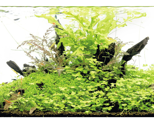 Akvarium med vattenväxter, rotved och fiskar