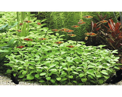 Akvarieväxter och fiskar i ett sötvattensakvarium