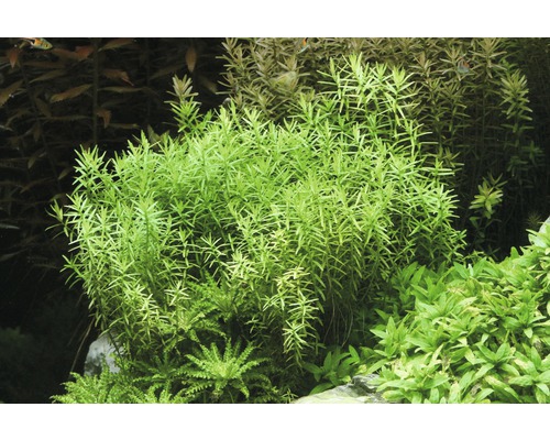 Akvarieväxter med fina blad i akvariet