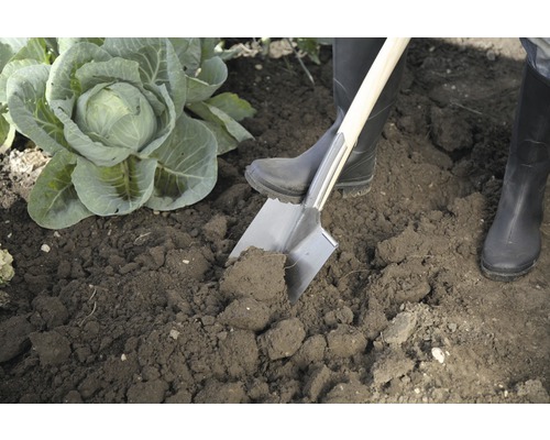 Person i trädgården som gräver jorden med en spade, bredvid ett kålhuvud