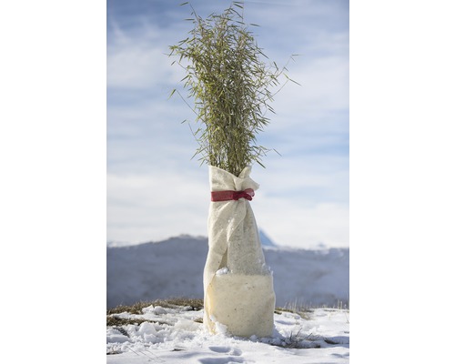 Bambuplant insvept i vinterskydd