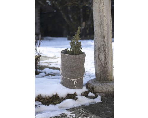 Litet barrträd i kruka med jutesäck i trädgården på vintern