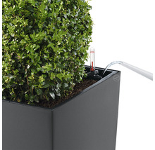 Självvattnade blomkruka LECHUZA Cubico 40 H 75cm röd inkl. substrat