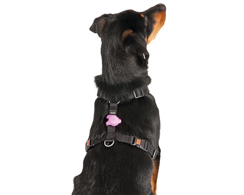 Hund med svart hundsele