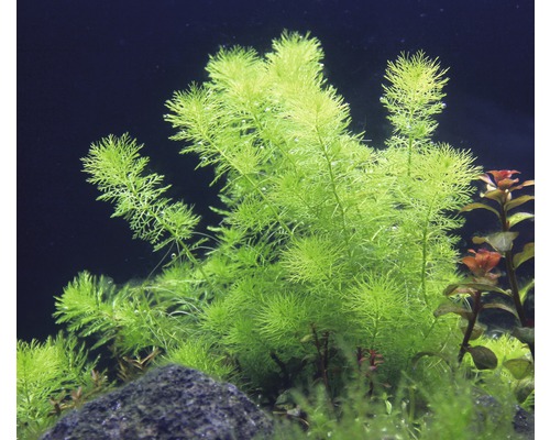 Akvarieväxt med fina blad