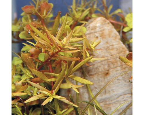 Vattenväxter i akvarium med sten