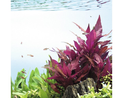 Akvarium med vattenväxter och fiskar