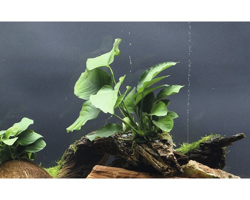 Akvarium med Anubias på trädrötter