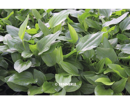 Växt med ovala blad för akvarier