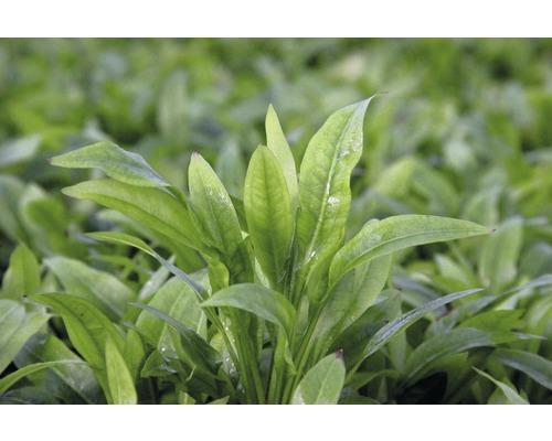 Närbild av bredbladig pilört