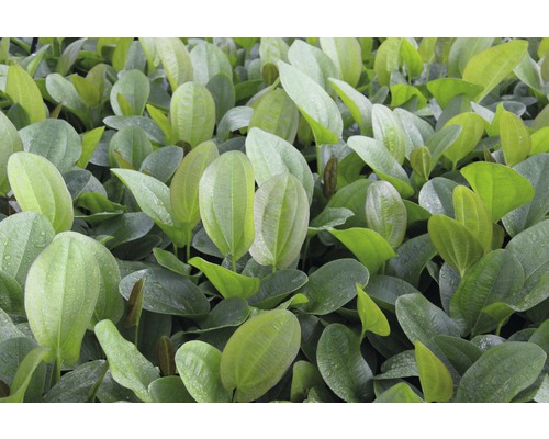 Närbild av alismablad