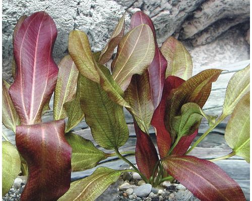 Akvarieväxt med avlånga blad