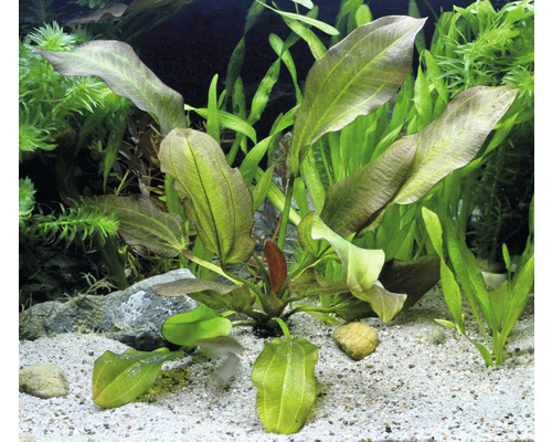 Akvarium med Echinodorus-växter och sandbotten