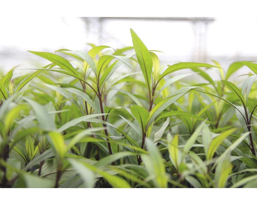 Närbild av plantor med gröna blad.