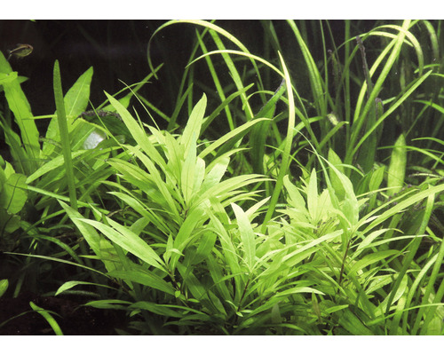 Akvarieväxter i detalj