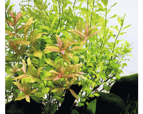 Akvarieväxter i detalj