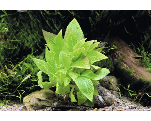 Akvarieväxt med gröna blad i akvarium