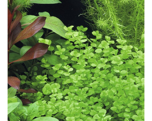 Närbild av akvarieväxter