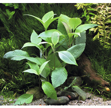 Akvarieväxt DENNERLE PLANTS Snäckört Hygrophila corymbosa HB