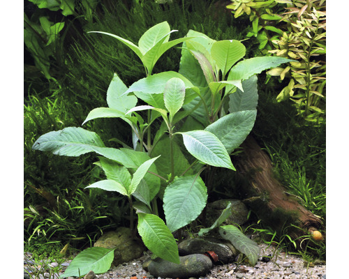 Akvarieväxt med gröna blad