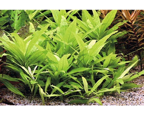 Grupp av smalbladiga javaormbunkar i akvarium