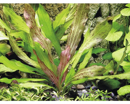 Akvarieväxt Echinodorus bleheri i akvarium