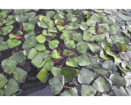 Närbild av vattenkastanjer i dammen