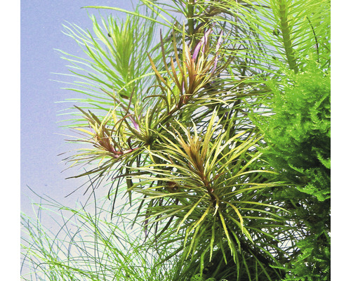 Närbild av akvarieväxter