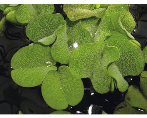 Närbild av musselblommor i vatten