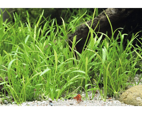 Tät grupp av Vallisneria natans akvarieväxter i sandjord