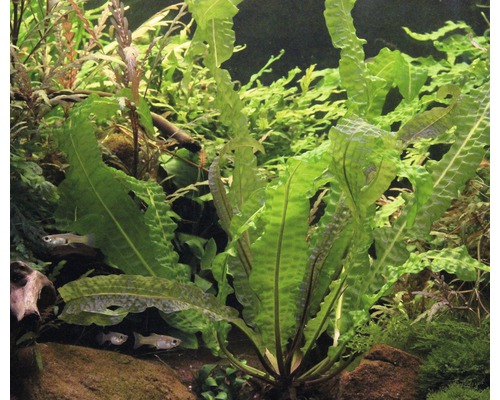 Akvarium med vågiga vattenväxter och fiskar
