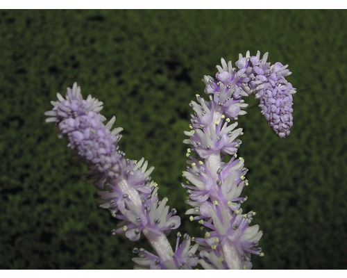 Närbild av en blommande växt