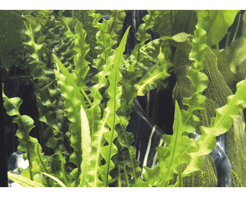 Närbild av vågig javabräken för ett akvarium