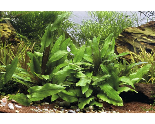 Akvarieväxt i akvarium