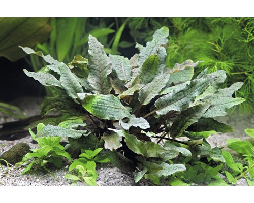 Akvarieväxt med vågiga blad