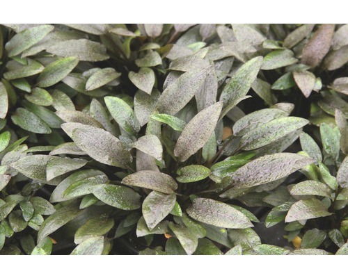 Akvarieväxt med ovala blad