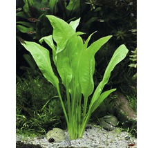 Akvarieväxt med långa, gröna blad i akvarium