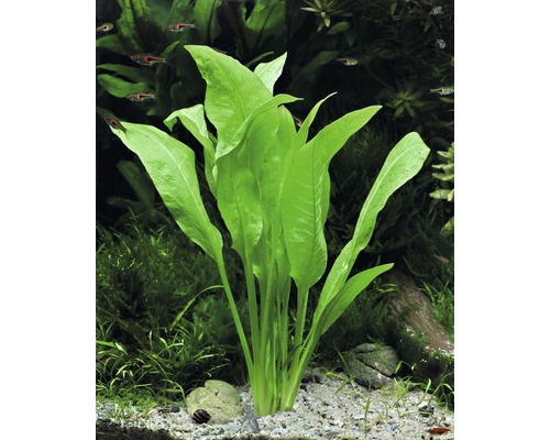 Akvarieväxt med långa, gröna blad i akvarium