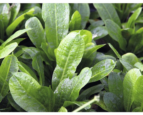 Närbild av bladen på en akvarieväxt