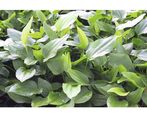 Grupp av grodskedsbladsväxter med breda blad