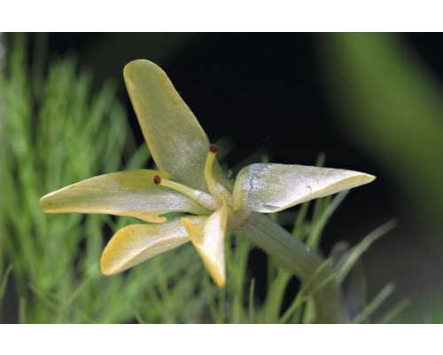 Närbild av en vattenväxt för akvarier