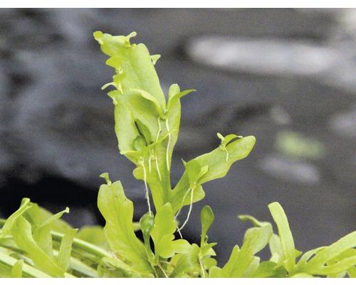 Indisk vattenormbunke växt för akvarier