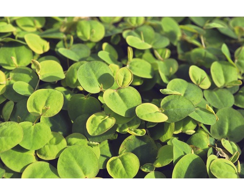 Närbild av krypande, gröna prydnadsväxter med runda blad.